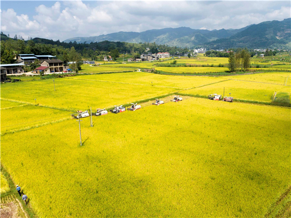 金燦燦的稻田美如畫(huà)卷。通訊員 陳小婭 洪琳 姜涵玲 供圖